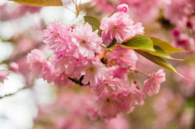 Sakura. Kiraz çiçeği bahar.