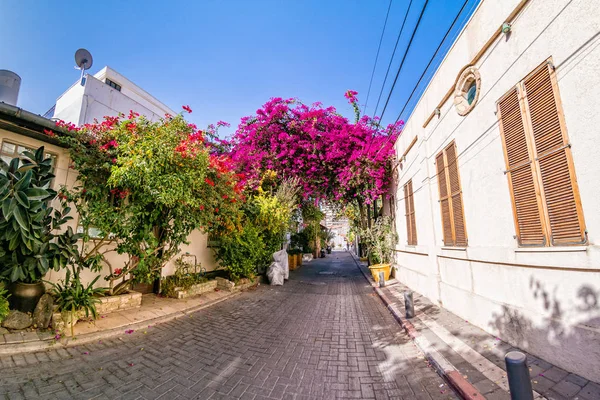 Flores de buganvillas rosadas en el histórico distrito de Neve Tzedek . —  Fotos de Stock