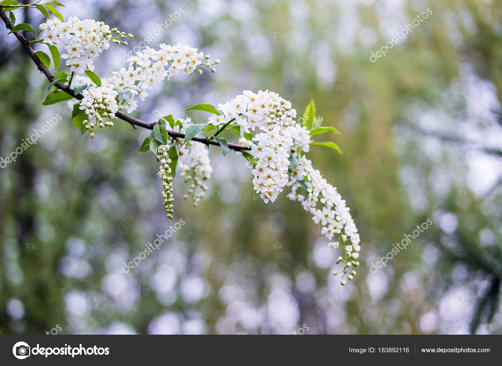 boom met witte bloemen boom met witte bloemen