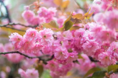 Sakura. Kiraz çiçeği bahar.