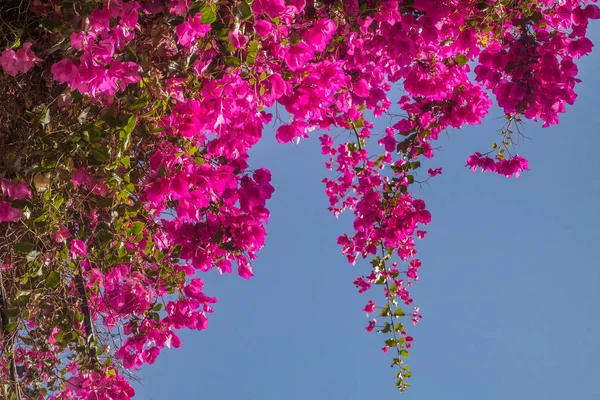 Pink bougainvillea flowers. — Stock Photo, Image