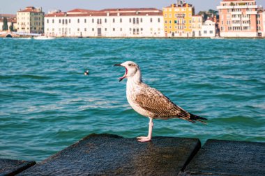 Martı, İtalya 'da Venedik lagünü manzarasına karşı.