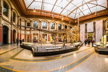 Berlin, Almanya - Aralık 2019: Brachiosaurus ve Diplodocus 'un Doğal Tarih Müzesindeki dev iskeletleri.