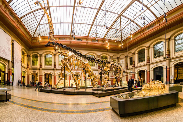 Berlin, Germany - December, 2019: Giant skeletons of Brachiosaurus and Diplodocus in Natural History Museum.