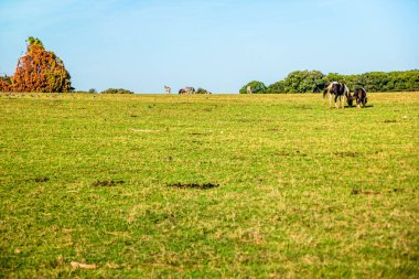 Brijuni 'nin doğal rezervinde yer alan Zebra, Hırvatistan' daki Brioni Ulusal Parkı olarak da bilinir..