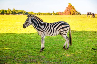 Hırvatistan 'daki Brijuni Ulusal Parkı' nda (aynı zamanda Brioni olarak da bilinir) doğal rezerv içinde bulunan Zebra.