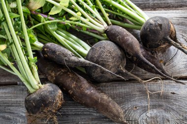 taze yeşil üstleri ile organik yuvarlak ve uzun siyah turp kırık