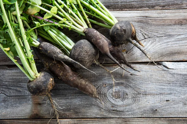 Nedokonalé organické kolo a dlouhé černé ředkve autentické zemědělství — Stock fotografie