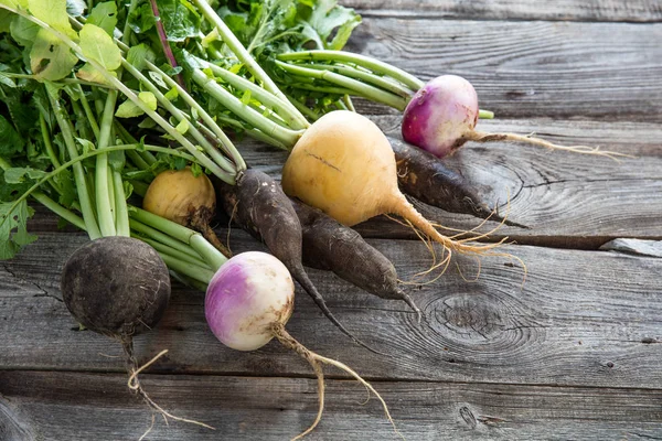 Rabanetes pretos imperfeitos orgânicos coloridos e nabos com topos verdes — Fotografia de Stock