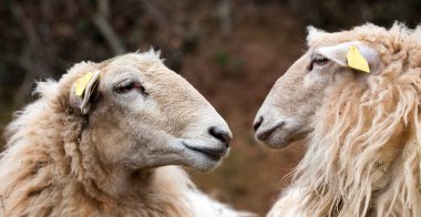 two long wool sheep facing and watching at each other clipart