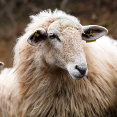 Kış closeup bekleyen bir sakin uzun yün saç koyun