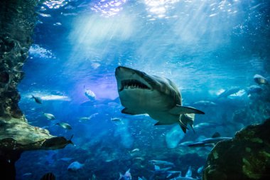 Kaplan köpek balığı ve deniz suları biyolojik çeşitlilik için yüzme balık