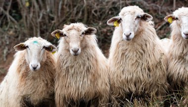 kameraya izlerken uzun yün ile dört Fransız koyun