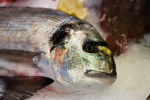Hermoso pez besugo con escamas de colores y ojo fresco — Foto de Stock