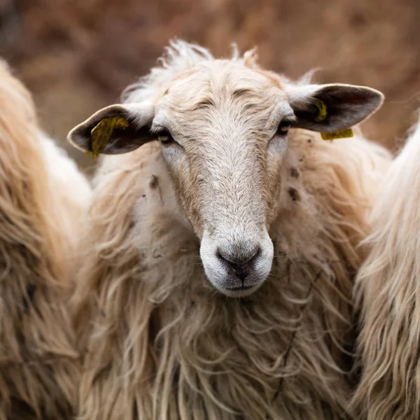 Kaunis pitkä villa karva lammas katselee kameraan — kuvapankkivalokuva