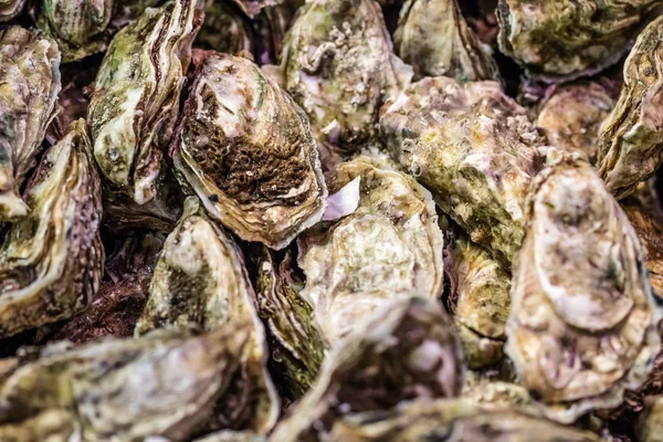 Свежие устрицы с водорослями для свежих натуральных морепродуктов на праздники — стоковое фото