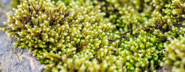 Detalhe do musgo verde no granito rosa para contraste natural — Fotografia de Stock