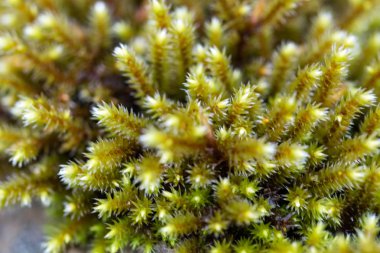 ormanda taze yeşil yosun görünümünü yukarıda ile makro 