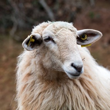 uzun yün saç koyun tarım, kırsal ve ekoloji için bekleyen