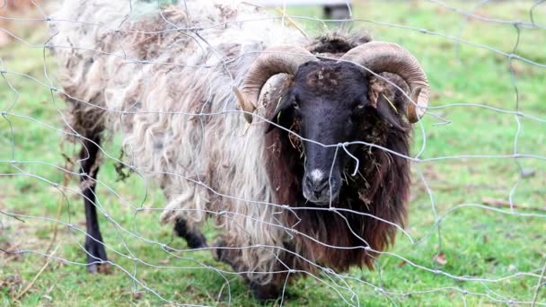 Carnero cabeza negra mirando a través de una cerca de alambre en invierno — Vídeos de Stock