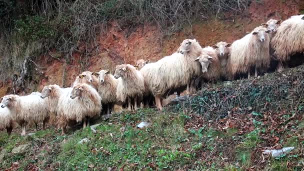 Kudde schapen van de lokale winter te wachten en lopen op de helling — Stockvideo