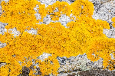 Hardal Sarı caloplaca liken veya yosun çevre arka planı için