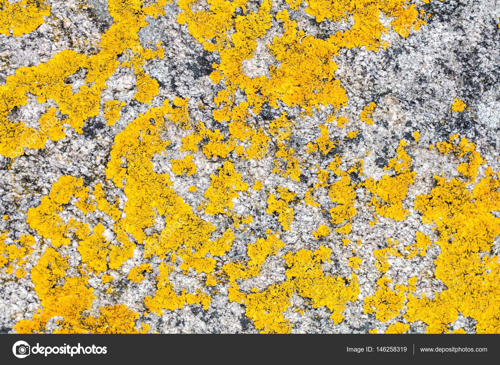 Yellow lichen for trendy moss wallpaper and natural texture Stock Photo by  ©studiograndouest 146258319