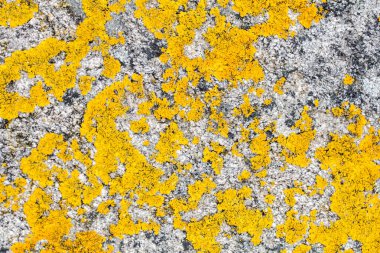 trendy moss duvar kağıdı ve doğal doku için sarı liken