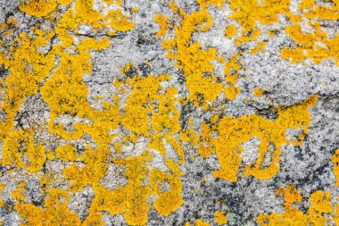 Sarı saxilocous moss botanik bilgi ve güzel çevre için