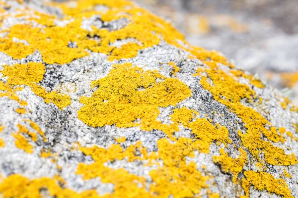 Botanická closeup hořčice žluté caloplaca mech a lišejník — Stock fotografie