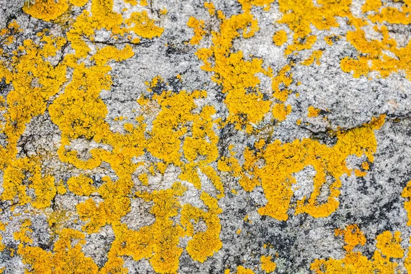 Sarı saxilocous moss botanik bilgi ve güzel çevre için