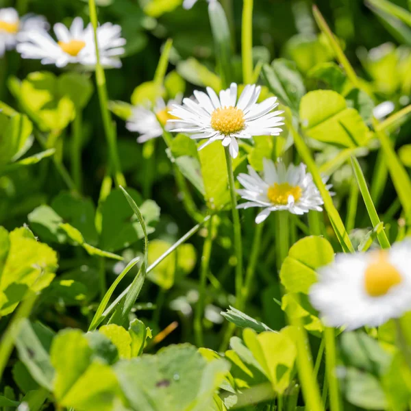 Närbild av vackra små prästkragar i grönt gräs för våren — Stockfoto