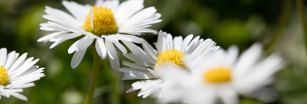 De bloemen van de wilde madeliefjes voor natuurlijk tuinieren, lente en duurzaam milieu — Stockfoto