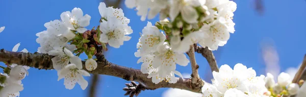 長いバナーとパノラマの白い桜の枝 — ストック写真