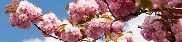 Primo piano panorama di rosa albero di ciliegio giapponese sopra cielo blu — Foto Stock