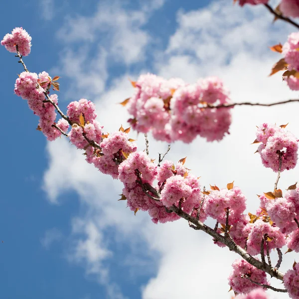 Ramo di ciliegia giapponese rosa sopra cielo blu e nuvole bianche — Foto Stock