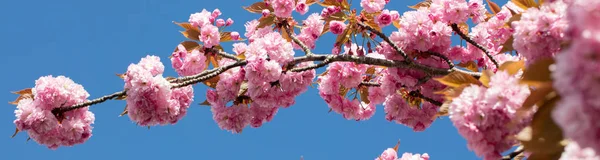 长横幅与粉红色的日本樱桃枝在蓝天上 — 图库照片