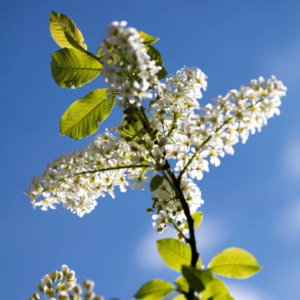 White lilac tree over blue sky in sunny springtime — Stock Photo, Image