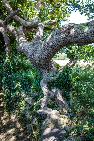 Старе траурне дубове дерево з плющем для концепції історії — стокове фото