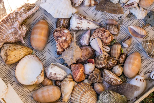 Различные ракушки для морской коллекции для повторного использования для естественного украшения — стоковое фото