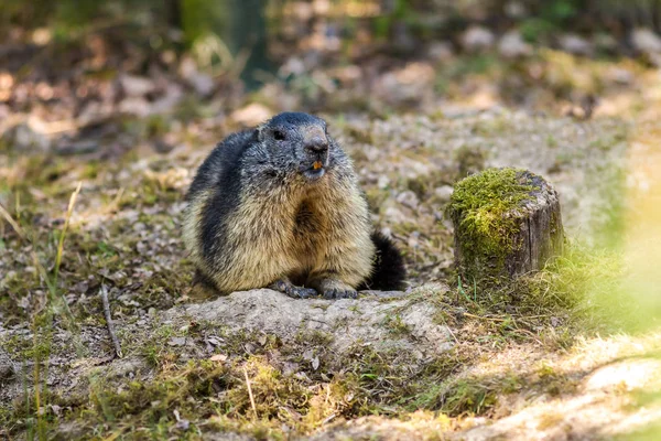 Euroopan murmeli nimeltä Alppimarmot luonnontaustalla — kuvapankkivalokuva