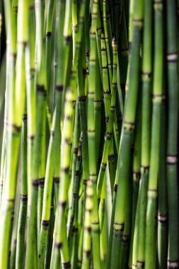 yeşil at kuyruğu kaynaklanıyor güzel sürdürülebilir doğa veya botanik duvar kağıdı için