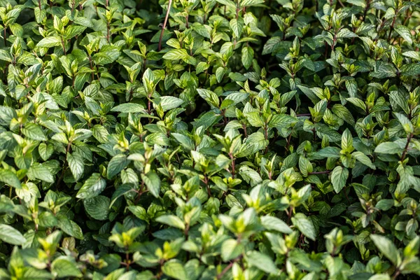 Grup de tufișuri de mentă de ciocolată din familia de plante aromatice — Fotografie, imagine de stoc