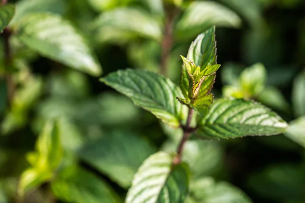 Closeup of mint bud for beautiful wallpaper, blurred background — Stock Photo, Image