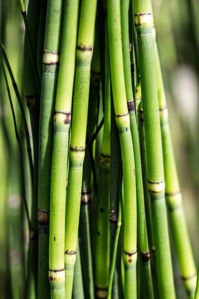 Closeup of textured horsetail stems or Equisetum for sustainable nature — Stock Image Closeup of textured horsetail stems or Equisetum for sustainable nature Stock Picture