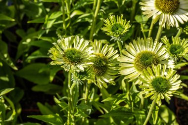 green flowers of blooming coneflowers or jewel Echinacea, copy space clipart