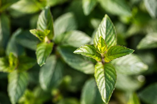 stock image  mint bud in closeup, blurred background, top view