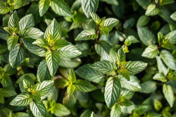 Aroma coklat tanaman mint untuk wallpaper botani, top view — Stok Foto