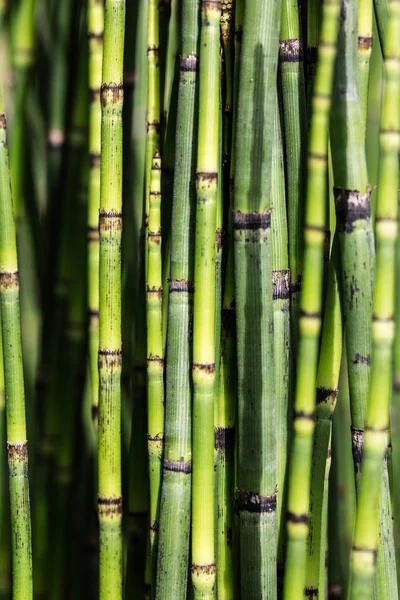 Sustainable background with green horsetail stems for beautiful nature — Stock Image Sustainable background with green horsetail stems for beautiful nature Stock Image