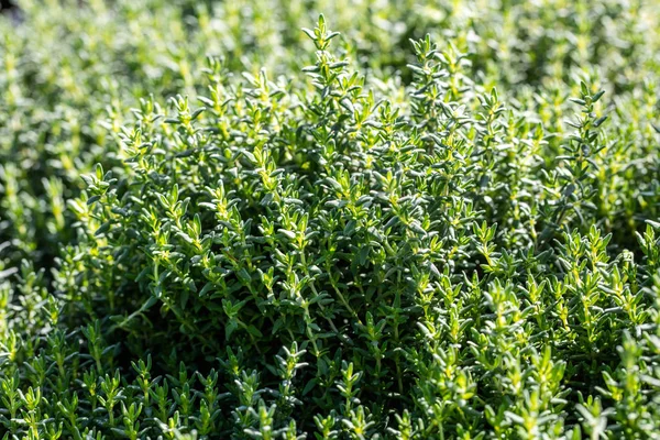 Thymus Vulgaris perenne in giardini aromatici in luce naturale soleggiata — Foto Stock